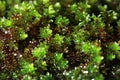 Closeup of fern, moss and little plant growing on tree and rock Royalty Free Stock Photo