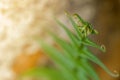 Closeup fern. Shallow depth of field. Royalty Free Stock Photo