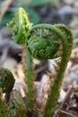 Extreme closeup of a group of fern sprouts in spring Royalty Free Stock Photo