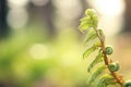 closeup of a fern unfurling its leaves in a shady forest Royalty Free Stock Photo