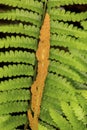 Closeup of fertile frond of cinnamon fern in Vernon, Connecticut Royalty Free Stock Photo