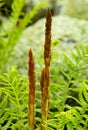 Closeup of fertile fronds of cinnamon fern in Hampton, Connecticut