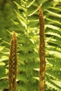 Closeup of fertile fronds of cinnamon fern in Vernon, Connecticut.