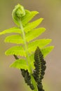 Closeup of fertile pinnae of interrupted fern in springtime in Connecticut Royalty Free Stock Photo