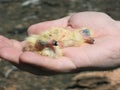 Few hours old yellow cute pigeons in hand 1