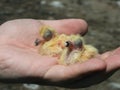 Few hours old yellow cute pigeons in hand 4