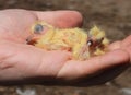 Few hours old yellow cute pigeons in hand 6