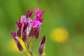 Fibigia suffruticosa flower , flora of Iran