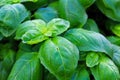 Closeup of fibrant fresh basil plant leaves Royalty Free Stock Photo