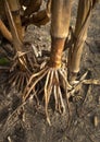 Closeup of fibrous roots of corn stalk plant on farm in agricultural with dried brown leaves and husks Royalty Free Stock Photo