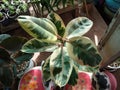 Closeup, Ficus elastica variegata tree in garden floral background for stock photo, Rubber Plant, Indian Rubber Tree, Tricolor