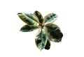 Closeup, Ficus elastica variegata tree isolated on white background, Rubber Plant, Indian Rubber Tree, Tricolor leaves