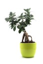 ficus retusa bonsai in a green pot on white background