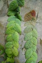 Closeup of Ficus Villosa plants climbing the rocks