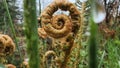 Closeup of a fiddlehead fern covered in dewdrops in a natural outdoor setting Royalty Free Stock Photo