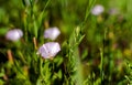 Closeup of Field bindweed Convolvulus arvensis flowers Royalty Free Stock Photo