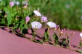 Closeup of Field bindweed Convolvulus arvensis flowers Royalty Free Stock Photo