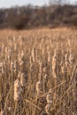 Closeup of field of cattails in forest preserves
