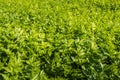 Closeup of a field filled with celeriac