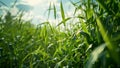 A closeup of a field filled with tall vibrant green plants representing a potential source of feedstock for