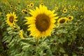 Closeup field full of lots of large yellow sunflower blossom with seeds in green grass meadow field Royalty Free Stock Photo