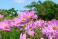 Field of Gorgeous Garden Cosmos with Blurry Green Foliage and Blue Sky Royalty Free Stock Photo