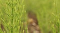 Closeup of a field horsetail plant. Royalty Free Stock Photo