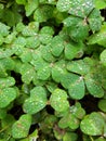 Closeup of a field of large, dewdrop-covered clovers