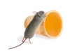 Closeup the field mouse pushes wafer cone on white background Royalty Free Stock Photo