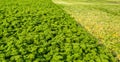 Closeup of a field with partially harvested curly leaf Parsley