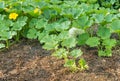 Field pumpkin growing in organic vegetable garden Royalty Free Stock Photo