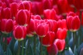 Closeup of a Field of red tulips Royalty Free Stock Photo