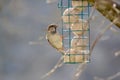 Closeup of a field sparrow perched on a birdfeeder Royalty Free Stock Photo