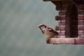 Closeup of a field sparrow perched on a birdhouse Royalty Free Stock Photo