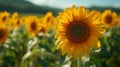 Closeup of a field of sunflowers their velvety petals swaying in the gentle breeze Royalty Free Stock Photo