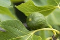 Closeup fig fig tree green figs Royalty Free Stock Photo