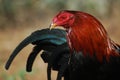 Fighting cock sunbathing before a fight Royalty Free Stock Photo