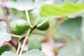 Closeup of figs fruit on branches of tree Royalty Free Stock Photo