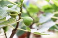 Closeup of figs fruit on branches of tree Royalty Free Stock Photo