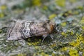 Closeup on a figure of eighty moth, Tethea occularis , sitting on a piece of wood