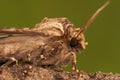 Closeup of the figure of eighty moth, Tethea ocularis, against a green background