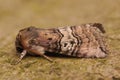 Closeup of the figure of eighty moth, Tethea ocularis, sitting on a piece of wood