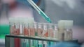 Closeup filling test tubes in advanced laboratory. Lab scientist using pipette Royalty Free Stock Photo