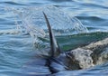 Closeup Fin of a Great White Shark Royalty Free Stock Photo