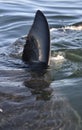 Closeup Fin of a Great White Shark (Carcharodon carcharias) Royalty Free Stock Photo