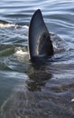 Closeup Fin of a Great White Shark (Carcharodon carcharias) Royalty Free Stock Photo