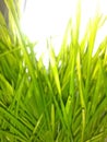 Spring Wheat Grass Vibrant Color