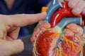closeup of fingers pointing at ventricles on a heart model