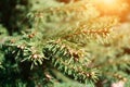 Closeup of fir branches with young buds in spring time with glare of sunlight in the sunset, blurred background