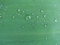 A closeup of a fir tree branch tip with a rain droplet and blurred background with copy space Royalty Free Stock Photo